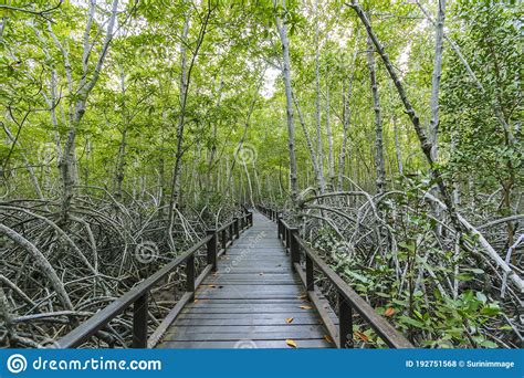 Mangrove Forest And Mangrove Trees And Wooden Pathways Stock Photo