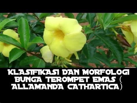 Klasifikasi Dan Morfologi Bunga Alamanda Allamanda Chathartica KASKUS