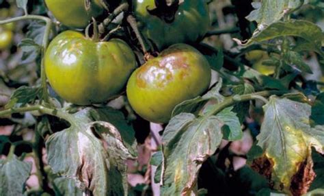 Les Maladies Des Plants De Tomates Comment Les Identifier Et Les