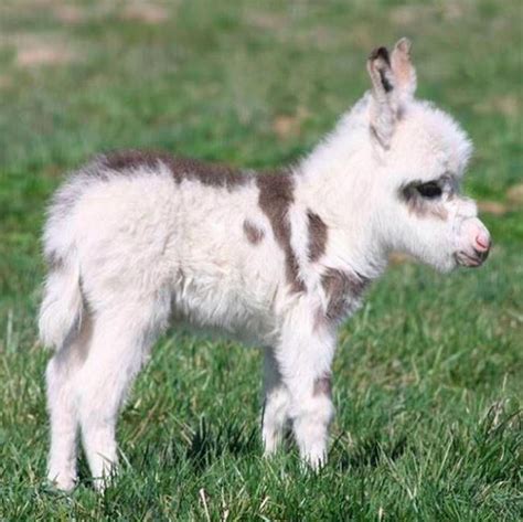 Miniature Donkeys Are Real And Theyre The Cutest Thing Ever