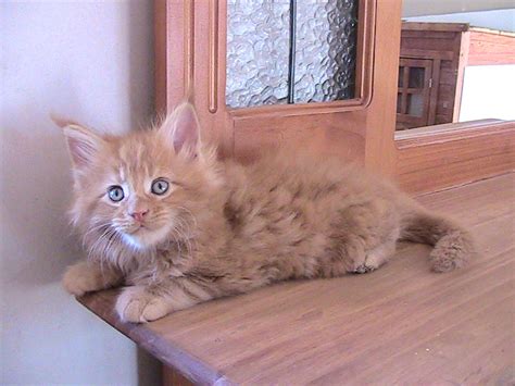 Majesticoon Maine Coons Maine Coon Cat Breeder Nsw
