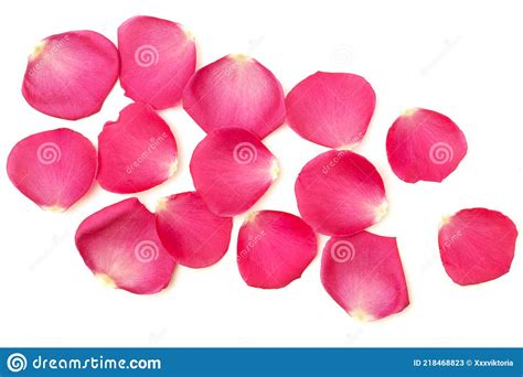 Floral Background With Pink Rose Petals Isolated On White Stock Image