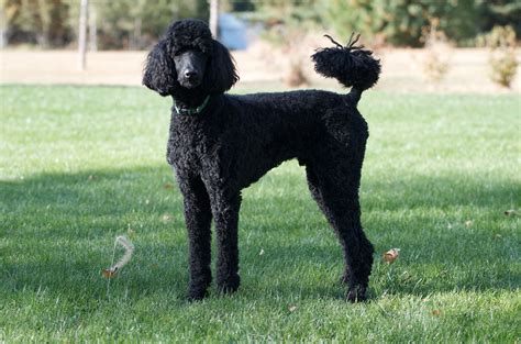 Poodle Wikiwand