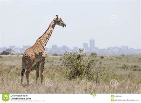 Giraffe With Nairobi In Background Stock Photo Image Of Skyline