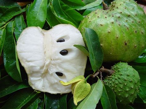 Graviola (annona muricata) is a rainforest tree that goes by several names, including soursop, guanabana, custard apple or brazilian paw paw. Soursop Fruit Kills Cancer 100-Fold better Than ...