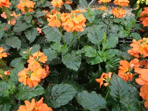 Photo Of The Entire Plant Of Firecracker Plant Crossandra