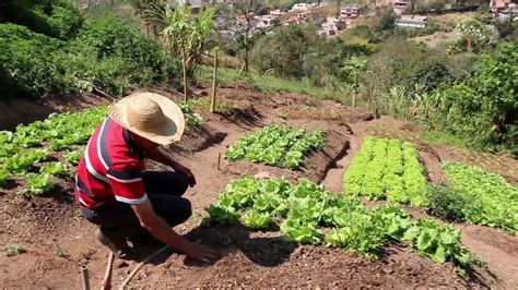 Cultivando Verduras OrgÂnicas Plantar Em Casa Agricultura Organica