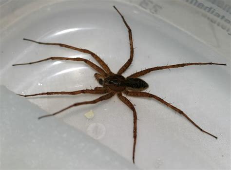 Male Fishing Spider The Backyard Arthropod Project