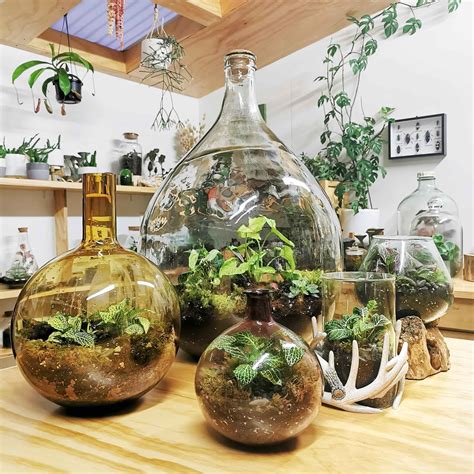 Learn All About Closed Terrariums — Jungle Botanics