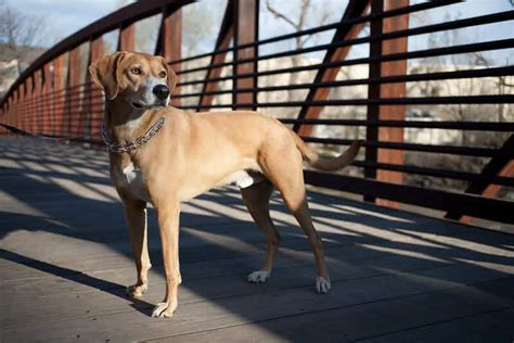 The Black Mouth Cur Ultimate Breed Information Guide Your Dog Advisor