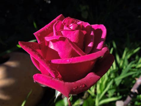 Rosas Rojas BotÀnic Serrat