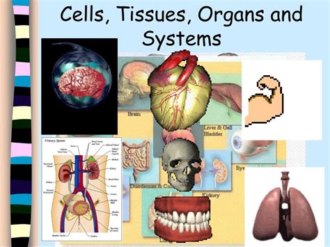 Ppt Cells Tissues Organs And Systems Powerpoint Presentation Free