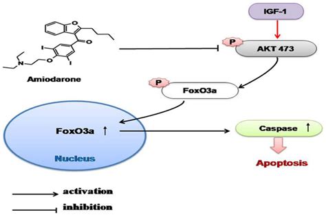 Biomolecules Free Full Text Clinical And Mechanistic Review Of