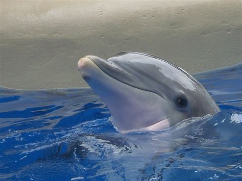 Orlando Florida Sea World Baby Dolphin Baby Dolphins Sea World Zoo