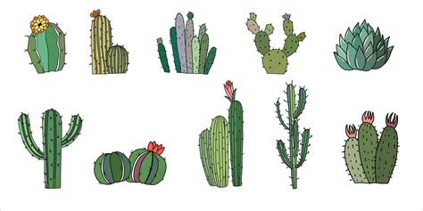 Set Of Cute Cactus And Succulents Vector Illustration In Flat Style
