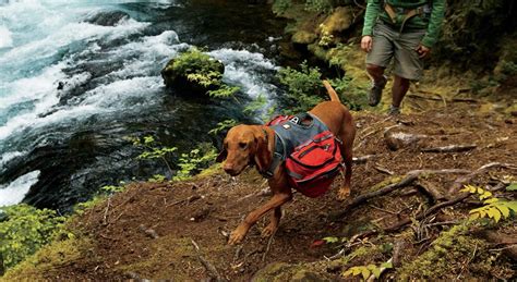 Hiking Or Backpacking With Your Dog Rei Co Op