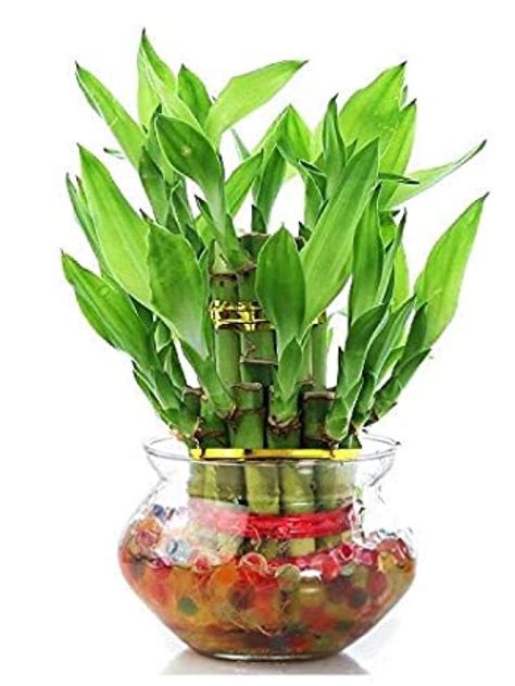 How To Grow Lucky Bamboo In Pots My Home Garden