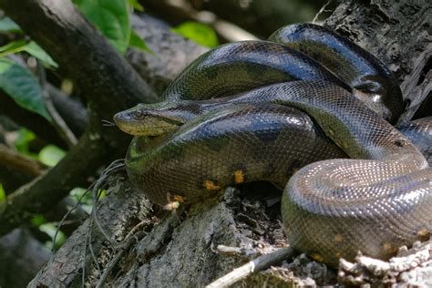 Are Anacondas Poisonous Petsoid