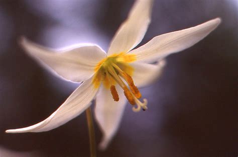 Easter Lily Photograph By Lyn Perry