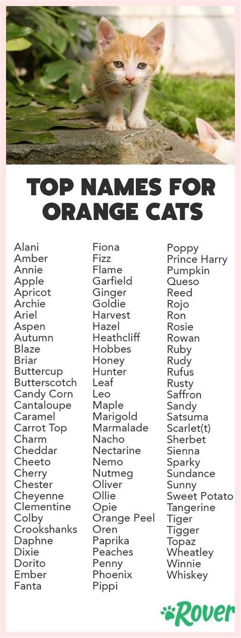 Cat Name Ideas Female