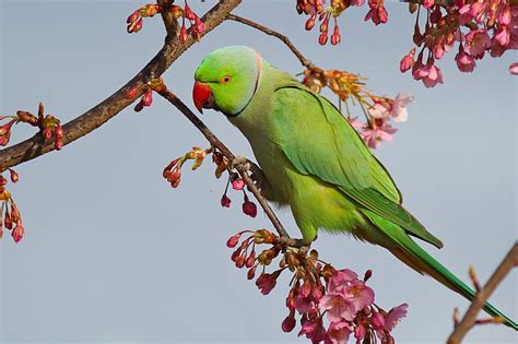 Hd Wallpaper Birds Parrot Indian Ringneck Parakeet Rose Ringed