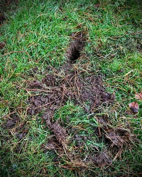 7 Ways To Stop Rabbits Digging Up Your Lawn