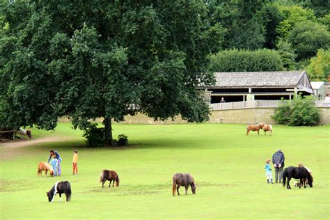 Miniature Pony Centre Dartmoor Travel Lowdown