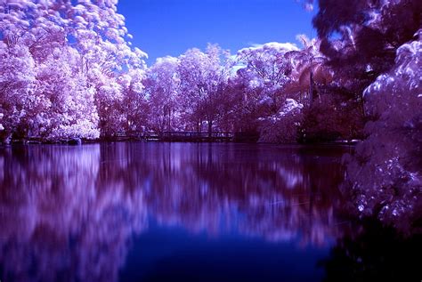 Purple Landscape Tree Water Nature Trees Lake Hd Wallpaper Peakpx