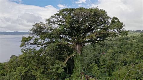 Travel4pictures Drone Footage Of A Ceiba Tree 11 2021