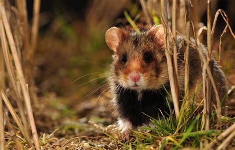 Wilde Hamsters Uitgezet In Tongeren Om Soort Van De Ondergang Te Redden
