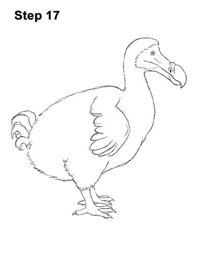 How To Draw A Dodo