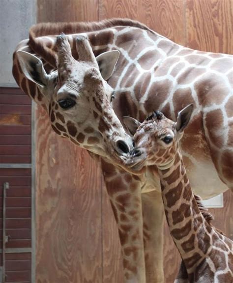 Photos San Francisco Zoo Welcomes Baby Giraffe Abc7 New York