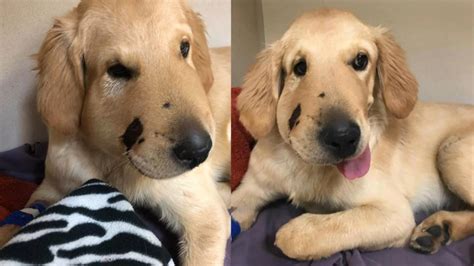 Find golden retriever puppies and breeders in your area and helpful golden retriever information. Golden Retriever Protects Owner From Rattlesnake in ...