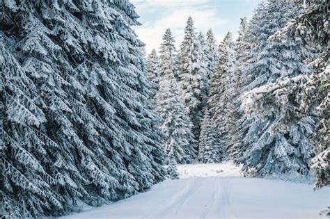Green Pine Trees Covered With Snow · Free Stock Photo