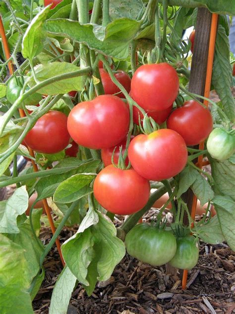 Tomato Super Bush Table F1 Growing North