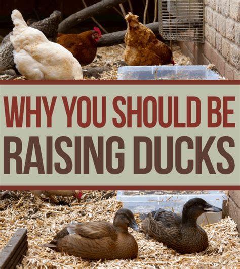 Mallard ducks are good at choosing nesting sites, even if sometimes these sites are hard for us to understand. Why You Should Be Raising Ducks Opposed to Chickens ...