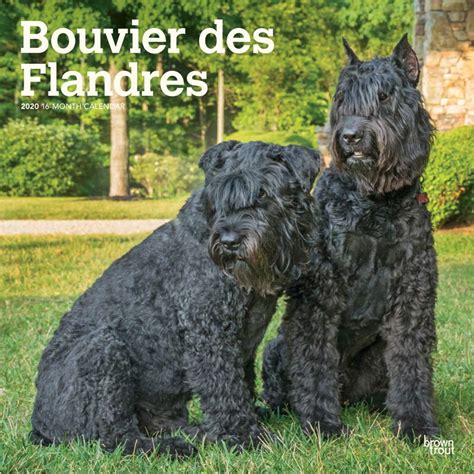 Bouvier Des Flandres Dog Breed History And Some Interesting Facts