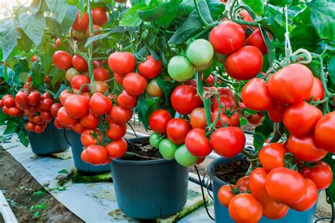 10 Container Vegetable Garden Ideas Best Veggies To Grow