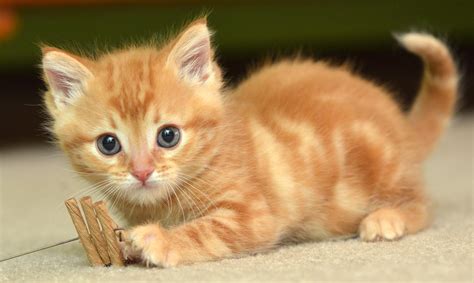 These adorable pets are simple to care for and make great companions. Download Cute Baby Cat HD Wallpaper Gallery