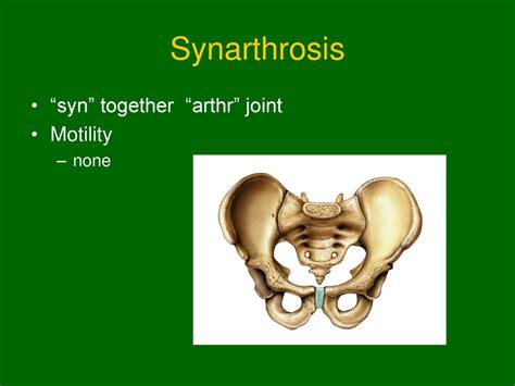 Articulations Ch Ppt Download