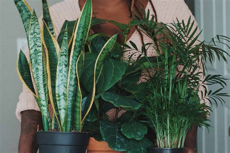 6 Easy Houseplants To Take Care Of—no Green Thumb Needed Brightly