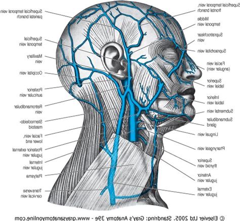 Advertisement skin anatomy is often more complex than people think. neck veins - Google Search | Facial veins, Facial anatomy ...