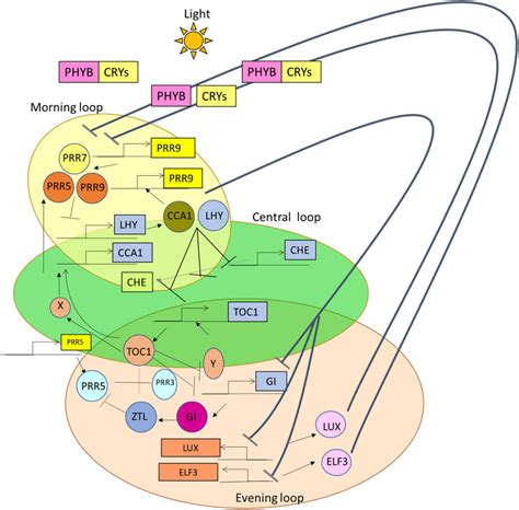 frontiers role of circadian rhythms in major plant metabolic and signaling pathways