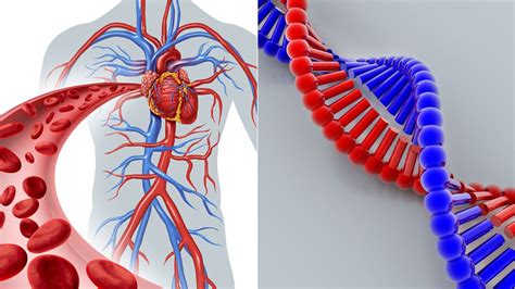 10 things to know about inherited high cholesterol and genetics everyday health