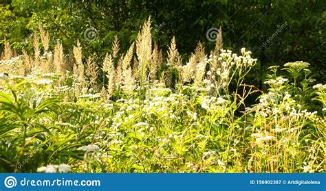 Forest High Grass In The Summer Stock Image Image Of Grow Plant