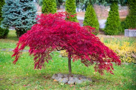 The 12 Best Trees For Front Yard Landscaping Bob Vila