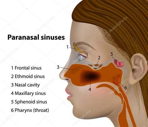 Anatomy Paranasal Sinuses Side Views Frontal Sinus Maxillary Sinus
