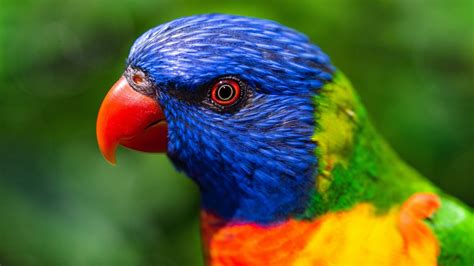 Rainbow Lorikeet Wallpaper 4k Parrot Colorful Bird