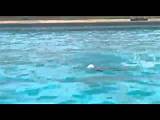 Youtube Swimming Training