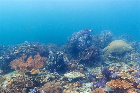 Rich Underwater Coral Reef By Stocksy Contributor Jovana Milanko